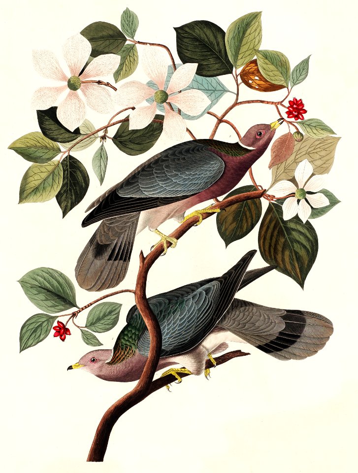Band-tailed Pigeon from Birds of America (1827) by John James Audubon, etched by William Home Lizars.