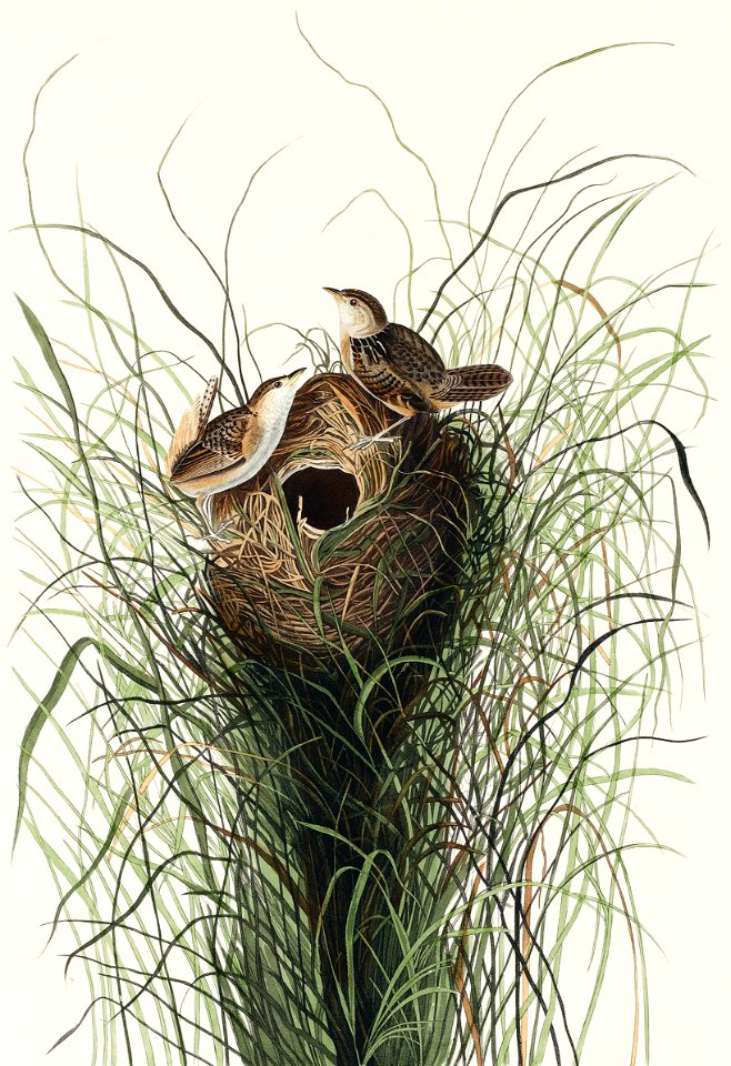Nuttall's lesser-marsh Wren from Birds of America (1827) by John James Audubon, etched by William Home Lizars.