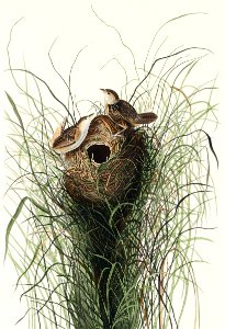 Nuttall's lesser-marsh Wren from Birds of America (1827) by John James Audubon, etched by William Home Lizars.. Free illustration for personal and commercial use.