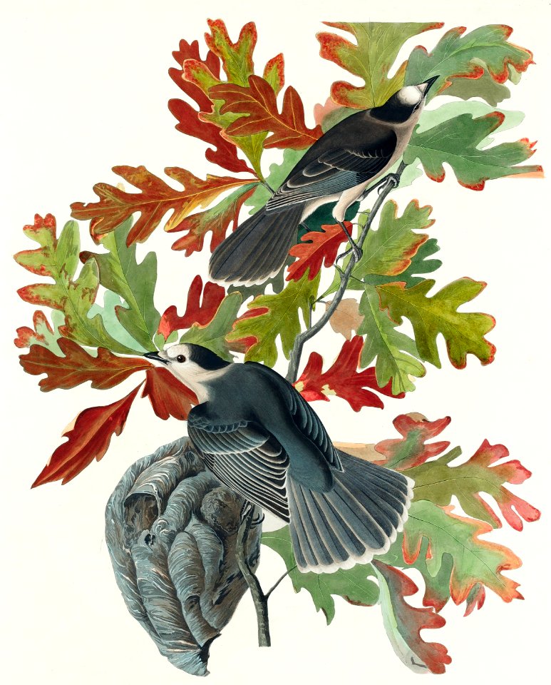Canada Jay from Birds of America (1827) by John James Audubon, etched by William Home Lizars.