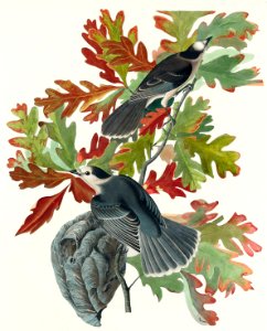 Canada Jay from Birds of America (1827) by John James Audubon, etched by William Home Lizars.. Free illustration for personal and commercial use.