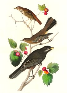 Little Tawny Thrush, Ptiliogony's Townsendi and Canada Jay from Birds of America (1827) by John James Audubon (1785 - 1851), etched by Robert Havell (1793 - 1878).. Free illustration for personal and commercial use.