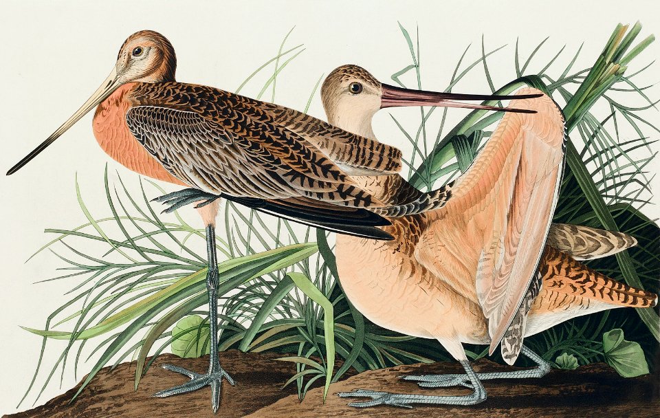 Great Marbled Godwit from Birds of America (1827) by John James Audubon, etched by William Home Lizars.