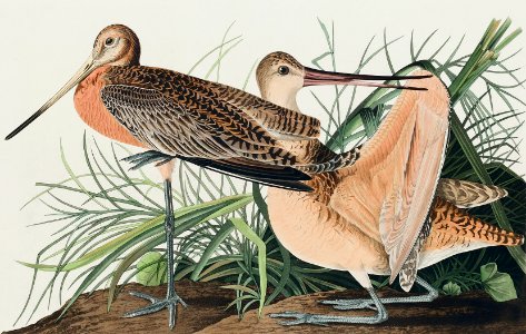 Great Marbled Godwit from Birds of America (1827) by John James Audubon, etched by William Home Lizars.. Free illustration for personal and commercial use.
