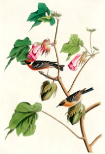Bay-breasted Warbler from Birds of America (1827) by John James Audubon, etched by William Home Lizars.. Free illustration for personal and commercial use.