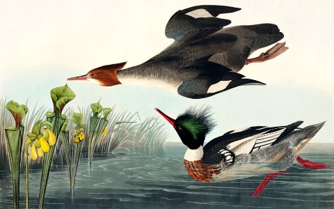 Red-breasted Merganser from Birds of America (1827) by John James Audubon (1785 - 1851), etched by Robert Havell (1793 - 1878).. Free illustration for personal and commercial use.