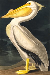 American White Pelican from Birds of America (1827) by John James Audubon, etched by William Home Lizars.. Free illustration for personal and commercial use.