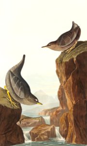 Columbian Water Ouzel and Arctic Water Ouzel from Birds of America (1838) by John James Audubon (1785 - 1851 ), etched by William Home Lizars (1788 - 1859).