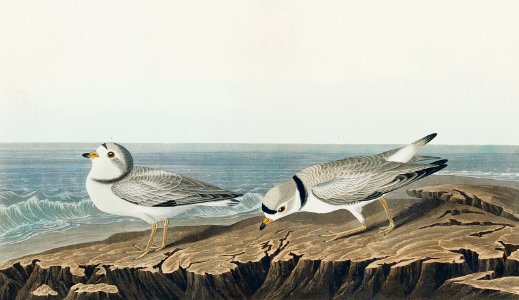 Piping Plover from Birds of America (1827) by John James Audubon, etched by William Home Lizars.. Free illustration for personal and commercial use.