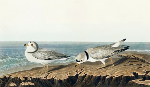 Piping Plover from Birds of America (1827) by John James Audubon, etched by William Home Lizars.