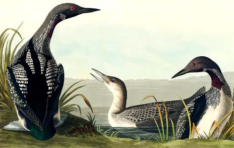 Black-Throated Diver from Birds of America (1827) by John James Audubon, etched by William Home Lizars.. Free illustration for personal and commercial use.