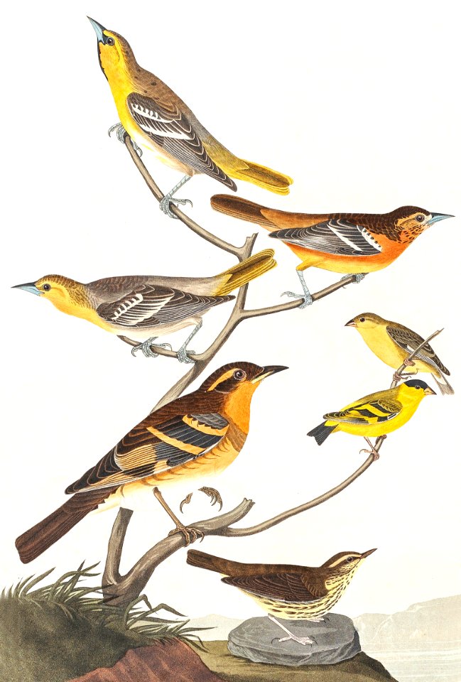 Bullock's Oriole, Baltimore Oriole, Mexican Goldfinch, Varied Thrush and Common Water Thrush from Birds of America (1827) by John James Audubon (1785 - 1851), etched by Robert Havell (1793 - 1878).