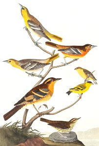 Bullock's Oriole, Baltimore Oriole, Mexican Goldfinch, Varied Thrush and Common Water Thrush from Birds of America (1827) by John James Audubon (1785 - 1851), etched by Robert Havell (1793 - 1878).. Free illustration for personal and commercial use.