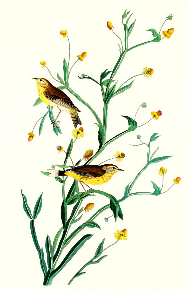 Yellow Red-poll Warbler from Birds of America (1827) by John James Audubon, etched by William Home Lizars.