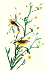 Yellow Red-poll Warbler from Birds of America (1827) by John James Audubon, etched by William Home Lizars.. Free illustration for personal and commercial use.