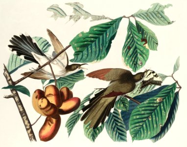 Yellow-billed Cuckoo from Birds of America (1827) by John James Audubon, etched by William Home Lizars.. Free illustration for personal and commercial use.