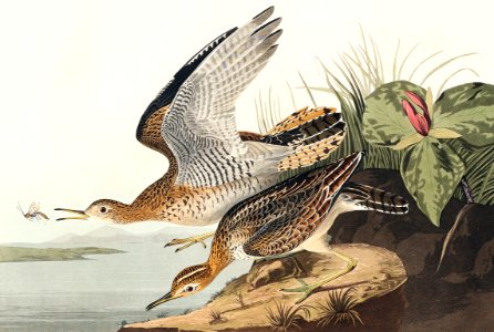 Bartram Sandpiper from Birds of America (1827) by John James Audubon, etched by William Home Lizars.