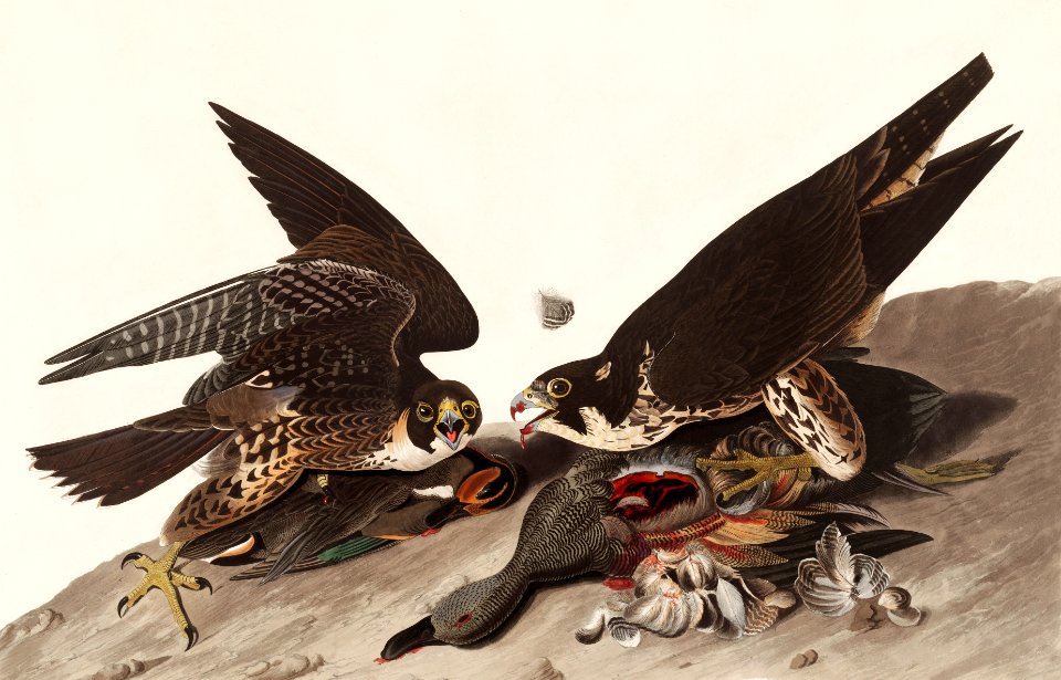 Great Footed Hawk from Birds of America (1827) by John James Audubon, etched by William Home Lizars.