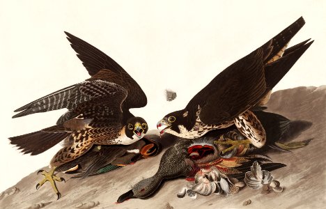 Great Footed Hawk from Birds of America (1827) by John James Audubon, etched by William Home Lizars.. Free illustration for personal and commercial use.