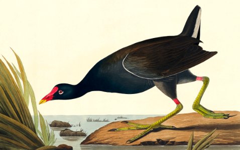 Common Gallinule from Birds of America (1827) by John James Audubon, etched by William Home Lizars.. Free illustration for personal and commercial use.