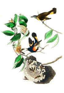 American Redstart from Birds of America (1827) by John James Audubon, etched by William Home Lizars.. Free illustration for personal and commercial use.