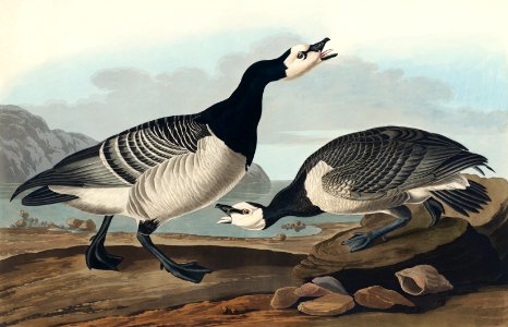 Barnacle Goose from Birds of America (1827) by John James Audubon, etched by William Home Lizars.. Free illustration for personal and commercial use.