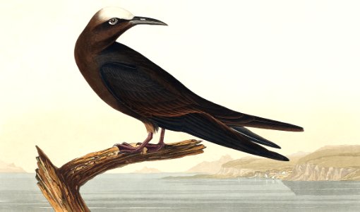 Noddy Tern from Birds of America (1827) by John James Audubon, etched by William Home Lizars.. Free illustration for personal and commercial use.