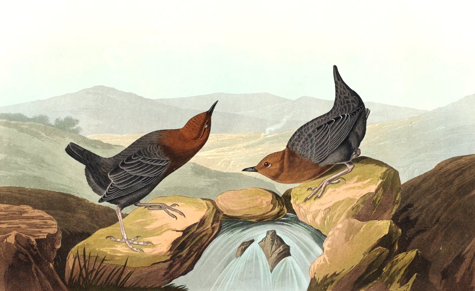 American Water Ouzel from Birds of America (1827) by John James Audubon, etched by William Home Lizars.