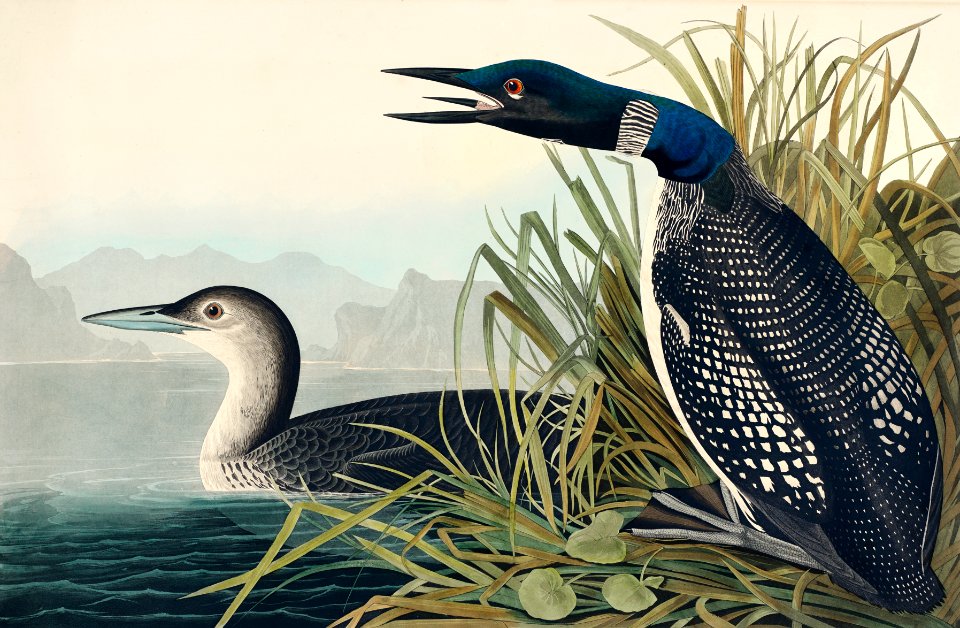 Great Northern Diver or Loon from Birds of America (1827) by John James Audubon, etched by William Home Lizars.