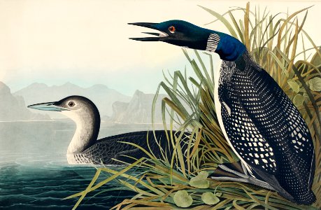 Great Northern Diver or Loon from Birds of America (1827) by John James Audubon, etched by William Home Lizars.