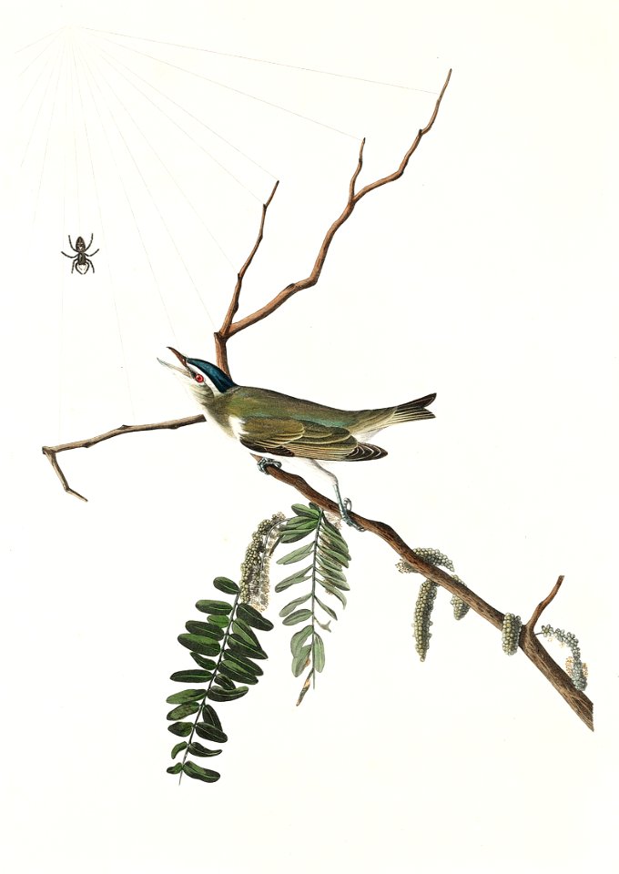 Red-eyed Vireo from Birds of America (1827) by John James Audubon, etched by William Home Lizars.