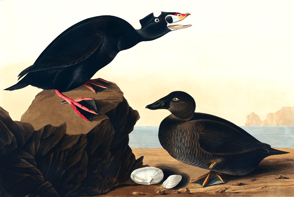 Black or Surf Duck from Birds of America (1827) by John James Audubon, etched by William Home Lizars.