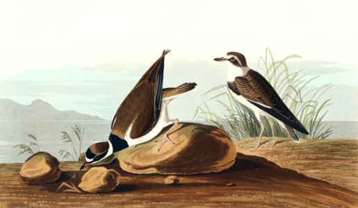 Ring Plover from Birds of America (1827) by John James Audubon, etched by William Home Lizars.. Free illustration for personal and commercial use.