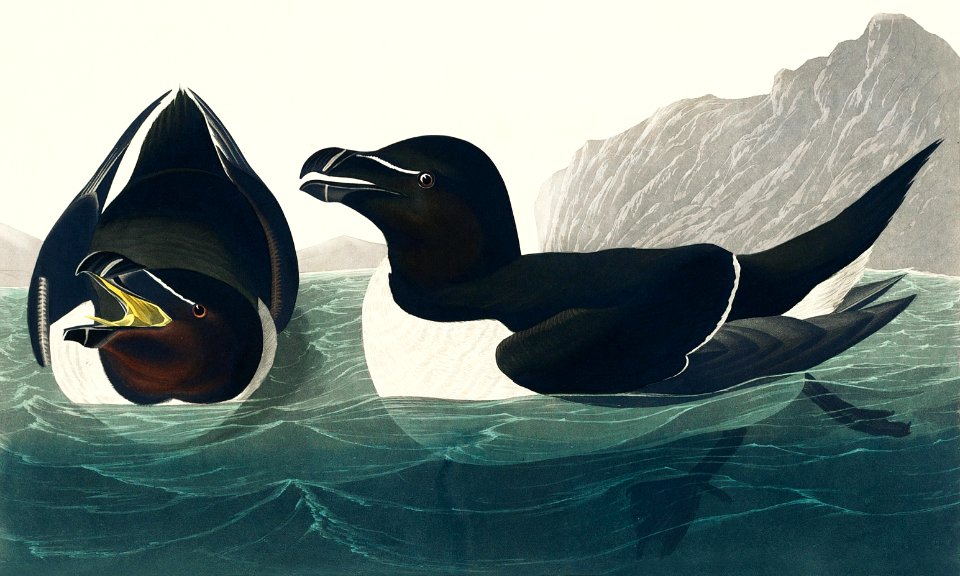 Razor Bill from Birds of America (1827) by John James Audubon, etched by William Home Lizars.