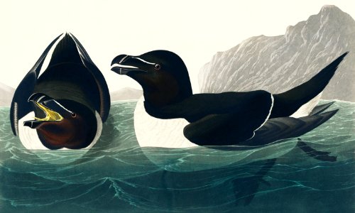 Razor Bill from Birds of America (1827) by John James Audubon, etched by William Home Lizars.