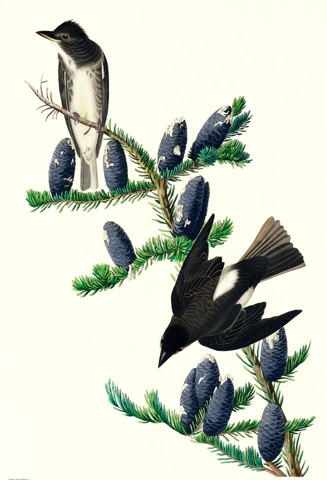 Olive sided Flycatcher from Birds of America (1827) by John James Audubon, etched by William Home Lizars.