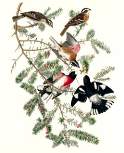 Rose-breasted Grosbeak from Birds of America (1827) by John James Audubon, etched by William Home Lizars.