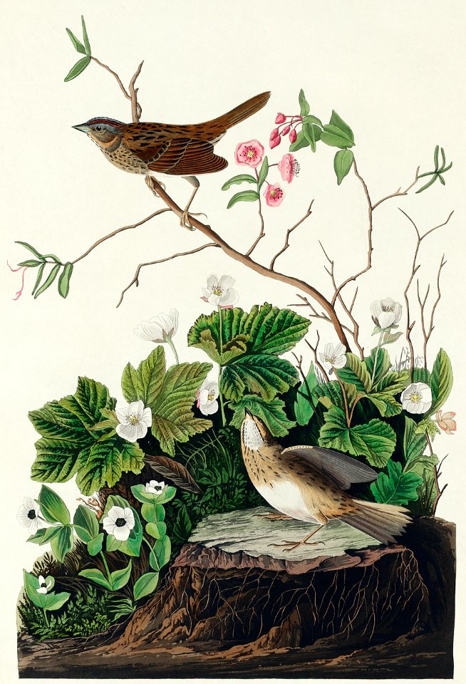 Lincoln Finch from Birds of America (1827) by John James Audubon, etched by William Home Lizars.