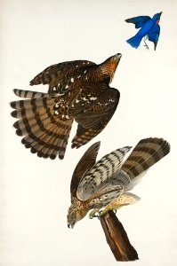Stanley Hawk from Birds of America (1827) by John James Audubon, etched by William Home Lizars.. Free illustration for personal and commercial use.