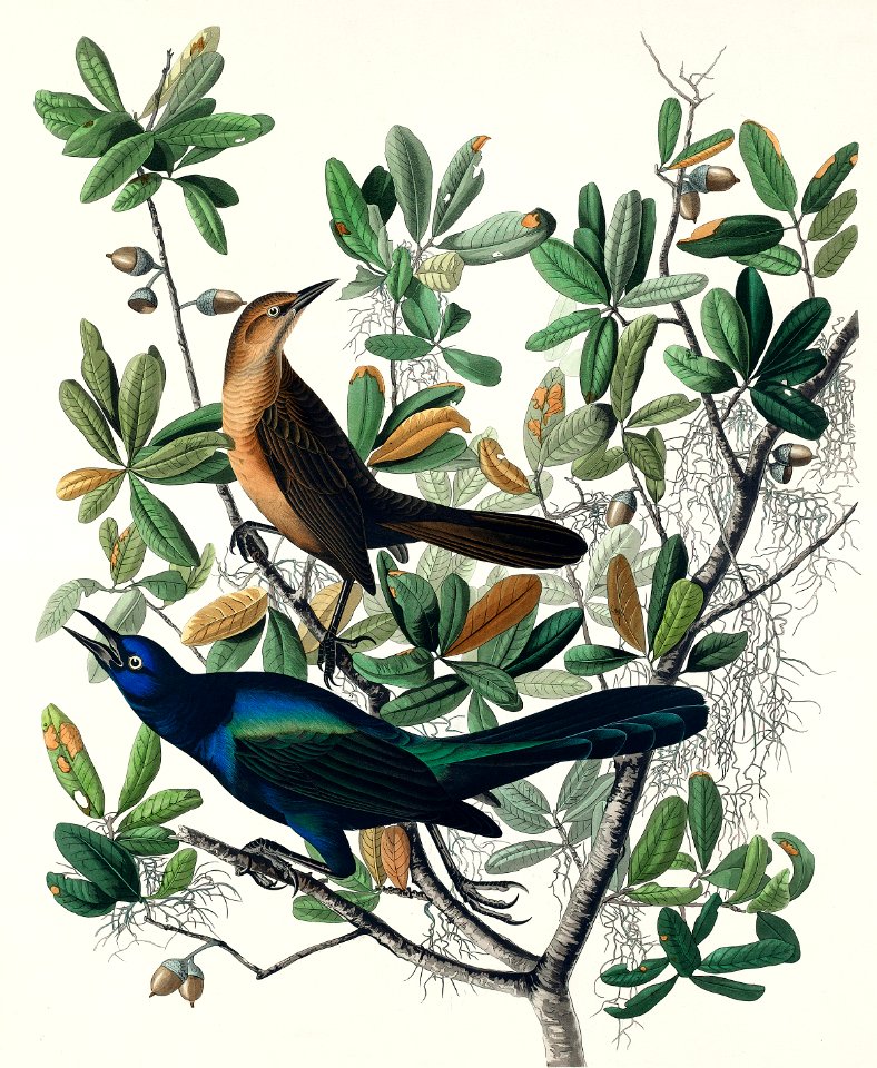 Boat-tailed Grackle from Birds of America (1827) by John James Audubon, etched by William Home Lizars.