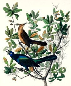 Boat-tailed Grackle from Birds of America (1827) by John James Audubon, etched by William Home Lizars.. Free illustration for personal and commercial use.
