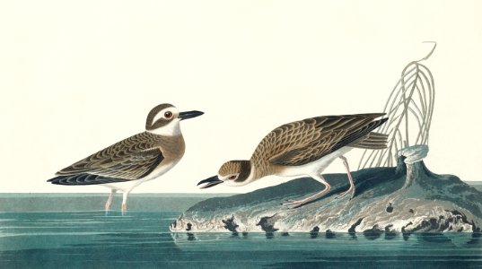 Wilson's Plover from Birds of America (1827) by John James Audubon, etched by William Home Lizars.. Free illustration for personal and commercial use.