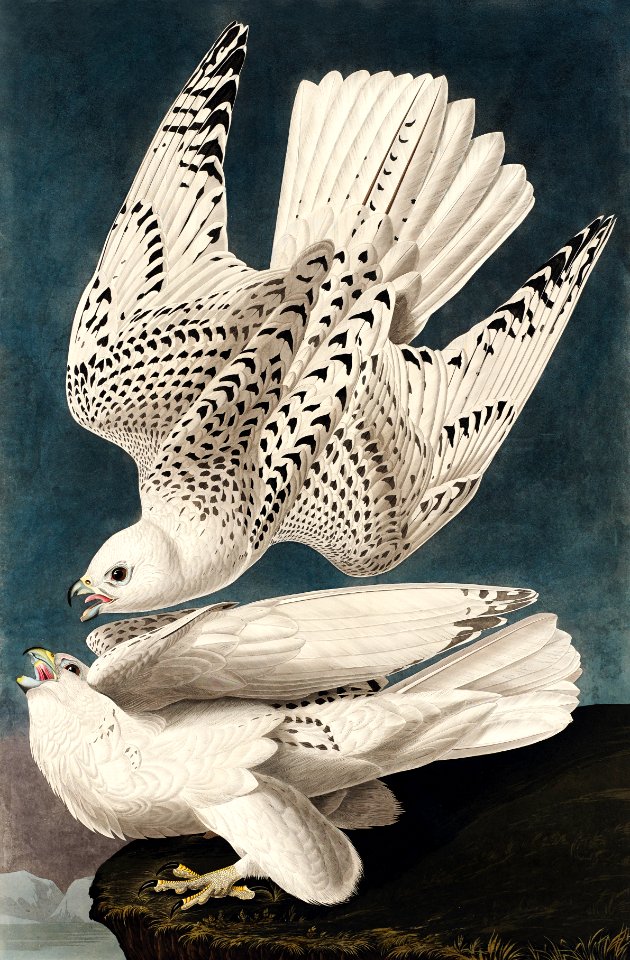 Iceland or Jer Falcon from Birds of America (1827) by John James Audubon, etched by William Home Lizars.