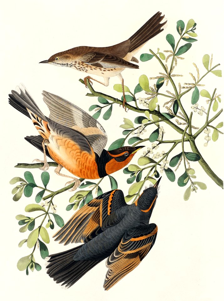 Mountain Mocking bird and Varied Thrush from Birds of America (1827) by John James Audubon (1785 - 1851), etched by Robert Havell (1793 - 1878).