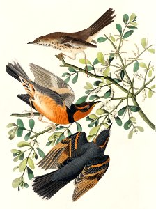 Mountain Mocking bird and Varied Thrush from Birds of America (1827) by John James Audubon (1785 - 1851), etched by Robert Havell (1793 - 1878).. Free illustration for personal and commercial use.