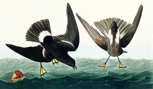 Stormy Petrel from Birds of America (1827) by John James Audubon, etched by William Home Lizars.. Free illustration for personal and commercial use.