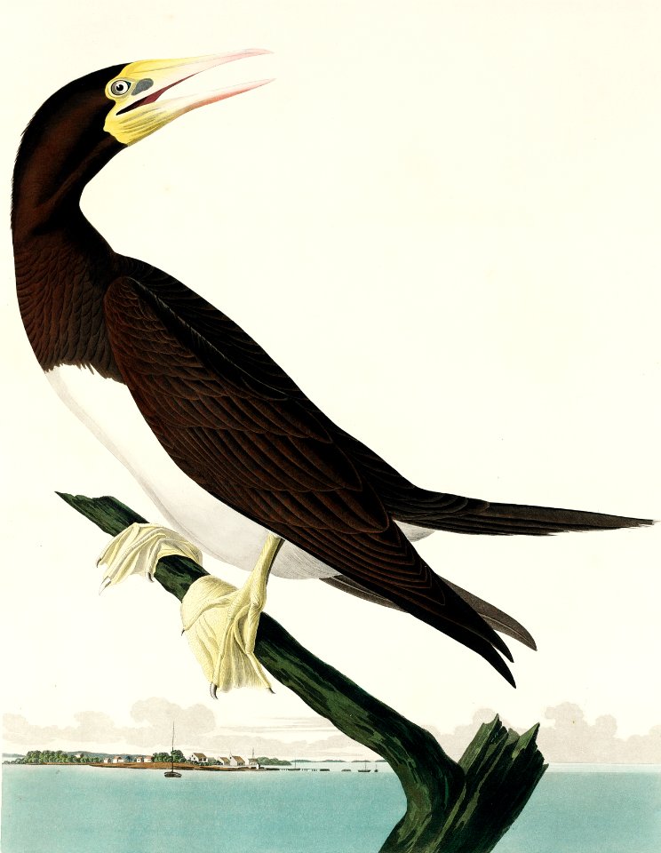 Booby Gannet from Birds of America (1827) by John James Audubon, etched by William Home Lizars.