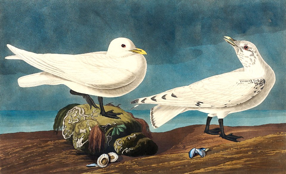 Ivory Gull from Birds of America (1827) by John James Audubon, etched by William Home Lizars.