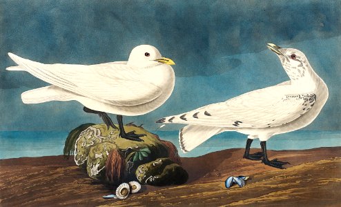 Ivory Gull from Birds of America (1827) by John James Audubon, etched by William Home Lizars.. Free illustration for personal and commercial use.
