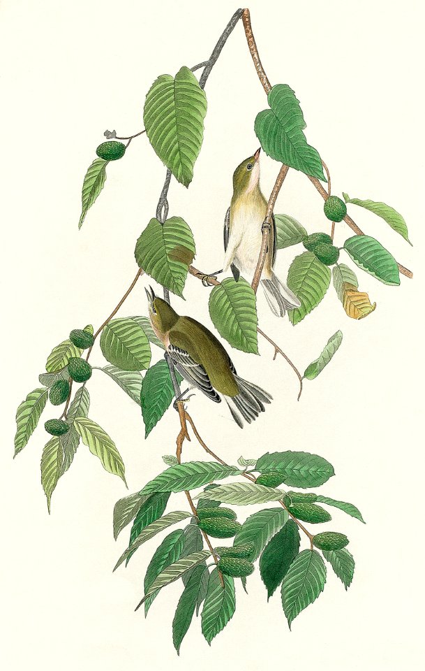 Autumnal Warbler from Birds of America (1827) by John James Audubon, etched by William Home Lizars.